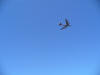 B-52H Stratofortress